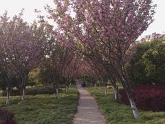 android_upload_pic-高东镇樱花园