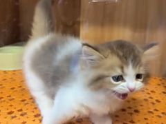 -欣宠猫屋·矮脚拿破仑·蓝金金渐层