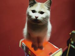 -猫色咖啡·猫咖