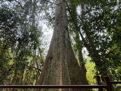 -中国科学院西双版纳热带植物园