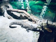 -上海大自然野生昆虫馆(东方明珠·爬宠昆虫探索中心)