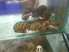水产区-四海鲜渔家菜(黄金海岸店)