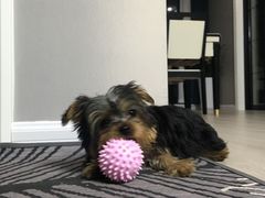 -翊宠yipet猫狗购宠庄园犬舍•猫舍