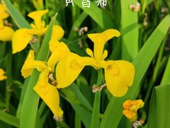 -羊亭河湿地公园