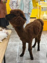 -神奇动物撸宠馆·羊驼·小浣熊·异宠(豫园店)