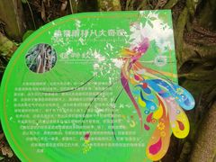 -西双版纳原始森林公园