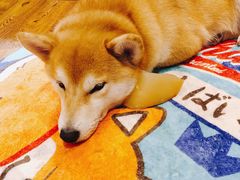 -柴务处·柴犬主题狗咖