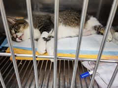 -伟伟宠物医院·CT影像中心·瑞派犬猫综合性门诊(汉口总院)