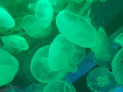 -左海海底世界