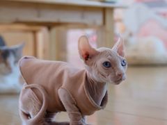 -喵八撸猫馆