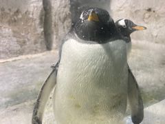 -大连圣亚海洋世界