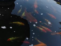 -不觉晓CAMPING(上海迪士尼营地店)