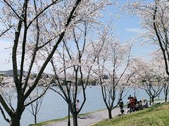 -羊山湖公园