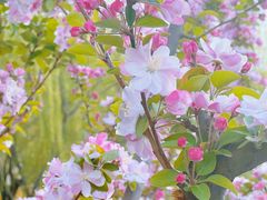 -海棠花溪(元大都城垣遗址公园)