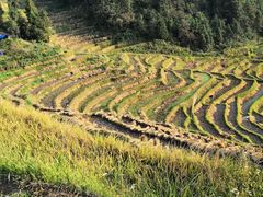 -紫鹊界梯田景区