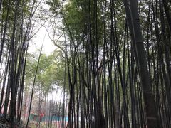 -西湖风景区十里琅珰-五云山