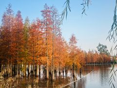 -白鹭湾湿地公园