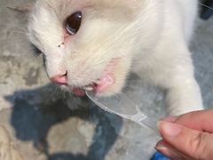 -more than meow吴止猫主题餐厅(承德 中船汇店)