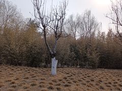 -元大都城垣遗址公园