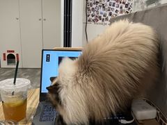 -楼上猫咖(罗湖店)
