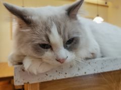 -滚猫咖啡·猫咖·猫友好撸猫(未来城店)