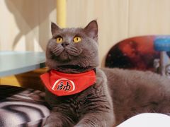 -绒爪撸猫下午茶·猫咖