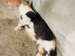 -浣熊柯尔鸭土拨鼠·电玩咖