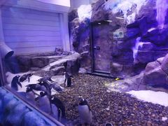 -迪拜水族馆及水下动物园