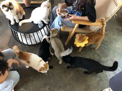 -喵屿·大理花园猫咖