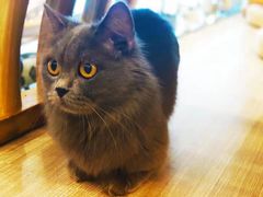 -飞行喵MR PILOT|猫舍·猫咖(静安大融城店)