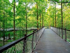 -黄海国家森林公园