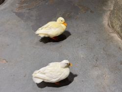 点击看大图 -Zoolung Zoolung动物主题公园(海信广场店)