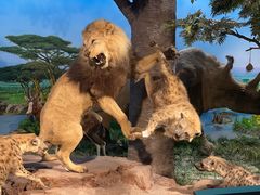 -国家自然博物馆