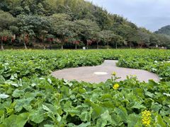 -广州市石门国家森林公园