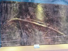 -陕西自然博物馆