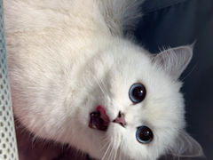 -老吴的猫·猫舍(新区店)
