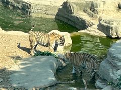 -大连森林动物园