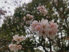 -高东镇樱花园
