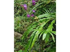 -广西壮族自治区药用植物园