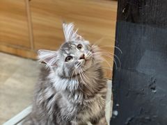 -欣宠猫屋·矮脚拿破仑·蓝金金渐层