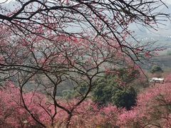 -新建村梅花