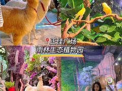 -小西家作•精致蛋糕(富力爱丁堡店)