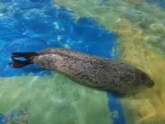 -太平洋海底世界