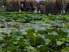 -洪湖生态旅游区