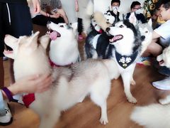 -Husky Go! 哈士奇体验馆·宠物咖啡厅狗咖