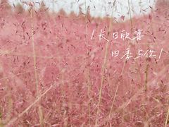 -南湖湿地公园