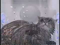 -爱洗澡的猫(望京店)