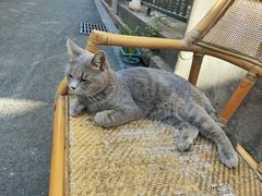 -猫岛主趣味餐厅(鼓浪屿店)
