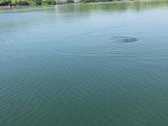 -西湖外事游船(花港观鱼码头)