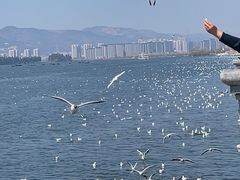 -海埂大坝